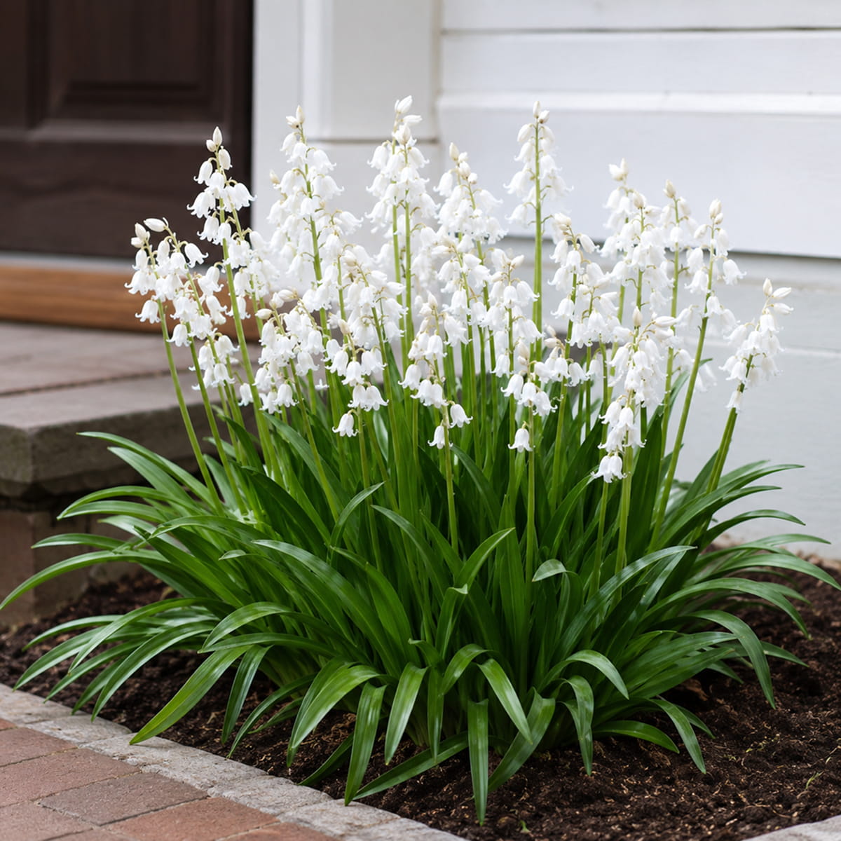 Hyacinthoides hispanica Alba Maxima - for Sale Hyacinthoides hispanica Alba Maxima
