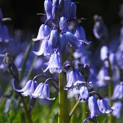 Hyacinthoides hispanica Excelsior - for Sale Hyacinthoides hispanica Excelsior