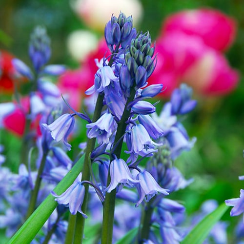 Hyacinthoides hispanica Excelsior - for Sale Hyacinthoides hispanica Excelsior