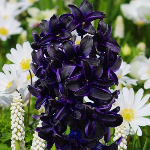 Hyacinth Dark Dimension - for Sale Hyacinth Dark Dimension