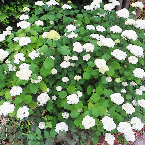 Hydrangea Annabelle - for Sale Hydrangea Annabelle
