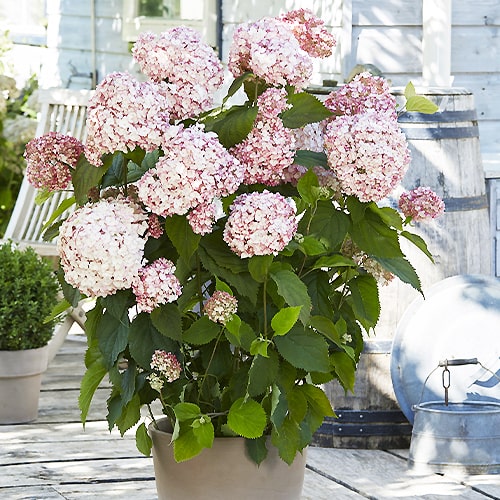 Hydrangea Bubblegum - for Sale Hydrangea Bubblegum