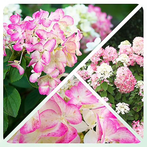 Hydrangea Diamand Rouge - for Sale Hydrangea Diamand Rouge