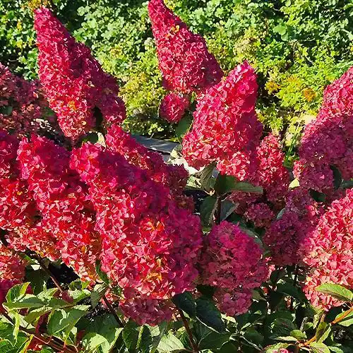 Hydrangea Fraise Melba