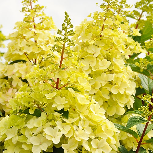 Hortensie (Hydrangea)Candlelight - for Sale Hortensie (Hydrangea)Candlelight