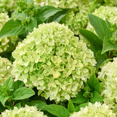 Hydrangea (Hortensia) Groundbreaker Greeny - for Sale Hydrangea (Hortensia) Groundbreaker Greeny