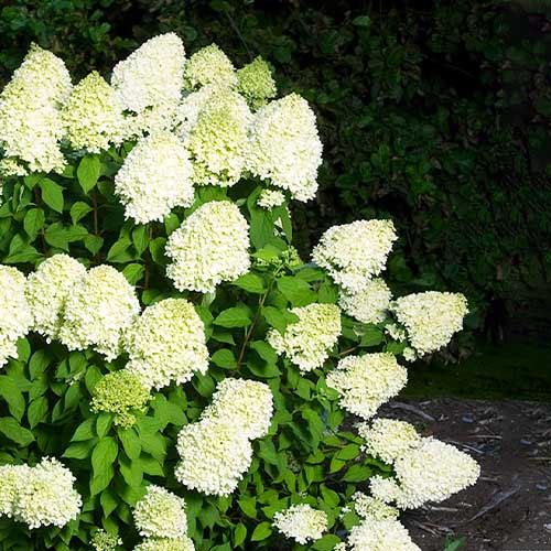 Hydrangea (Hortensia) Limelight - for Sale Hydrangea (Hortensia) Limelight