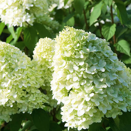 Hydrangea (Hortensia) Limelight - for Sale Hydrangea (Hortensia) Limelight