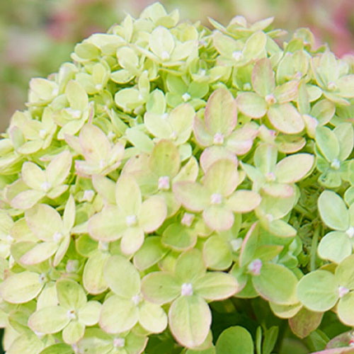 Hydrangea (Hortensia) Little Lime - for Sale Hydrangea (Hortensia) Little Lime