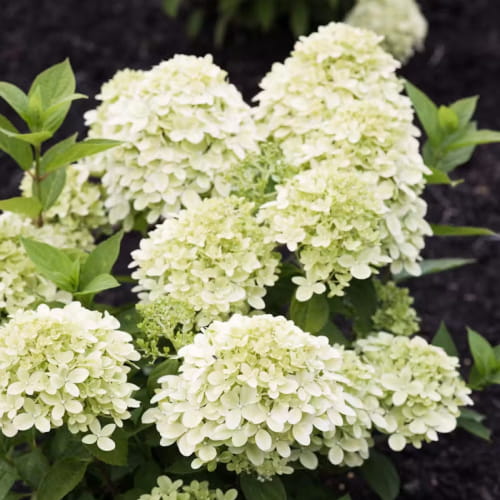 Hydrangea (Hortensia) Paniculata Little Passion - for Sale Hydrangea (Hortensia) Paniculata Little Passion