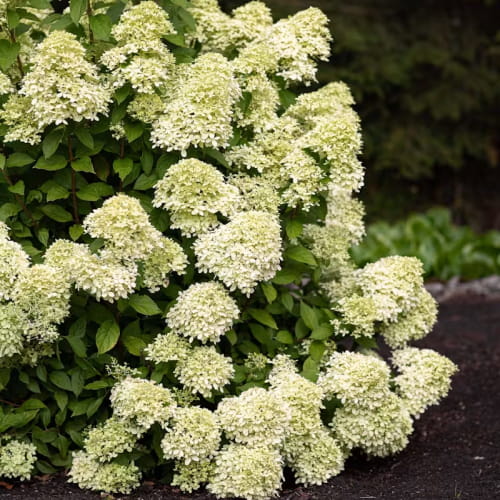 Hydrangea (Hortensia) Paniculata Little Passion - for Sale Hydrangea (Hortensia) Paniculata Little Passion