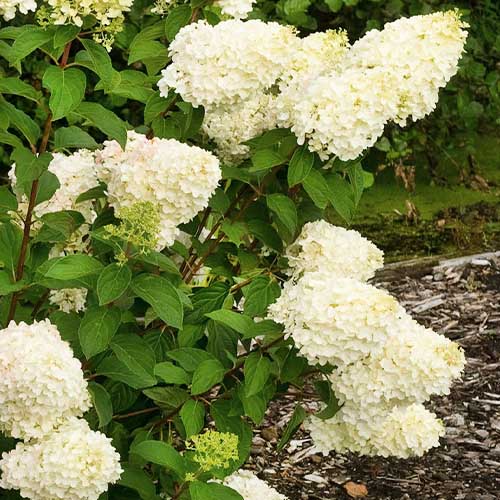 Hydrangea (Ortensia) Silver Dollar - for Sale Hydrangea (Ortensia) Silver Dollar
