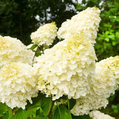 Hydrangea (Ortensia) Silver Dollar - for Sale Hydrangea (Ortensia) Silver Dollar
