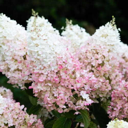 Hydrangea (Hortensia) Strawberry Blossom - for Sale Hydrangea (Hortensia) Strawberry Blossom