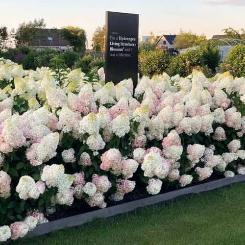 Hydrangea (Hortensia) Strawberry Blossom - for Sale Hydrangea (Hortensia) Strawberry Blossom