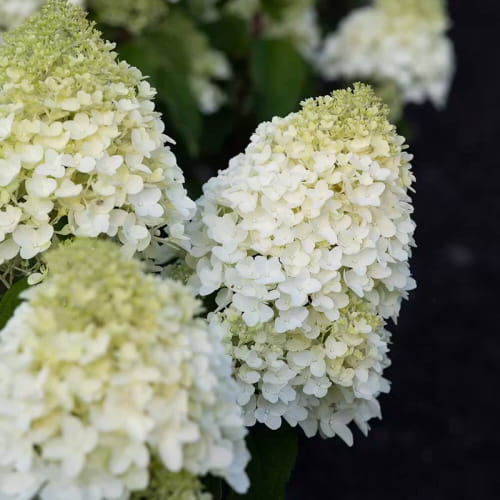 Hydrangea (Ortensia) Sugar Rush - for Sale Hydrangea (Ortensia) Sugar Rush