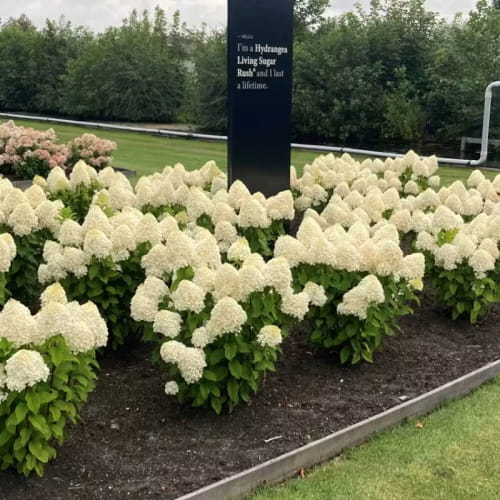 Hydrangea (Ortensia) Sugar Rush - for Sale Hydrangea (Ortensia) Sugar Rush