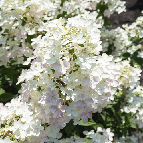 Hydrangea (Hortensia) Touch of Pink