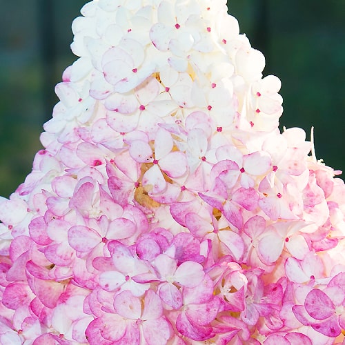 Hydrangea (Hortensia) Vanille Fraise - for Sale Hydrangea (Hortensia) Vanille Fraise