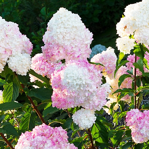Hydrangea (Hortensia) Vanille Fraise - for Sale Hydrangea (Hortensia) Vanille Fraise