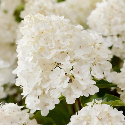 Hydrangea (Ortensia) Paniculata Little Rosy - for Sale Hydrangea (Ortensia) Paniculata Little Rosy