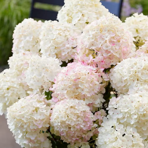 Hydrangea (Ortensia) Paniculata Little Rosy - for Sale Hydrangea (Ortensia) Paniculata Little Rosy