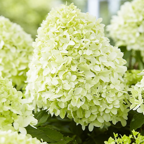 Hydrangea Little Spooky - for Sale Hydrangea Little Spooky