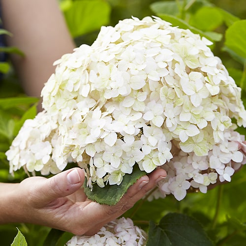 Hydrangea Marshmallow - for Sale Hydrangea Marshmallow