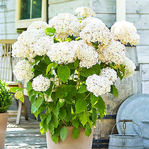 Hydrangea Marshmallow - for Sale Hydrangea Marshmallow