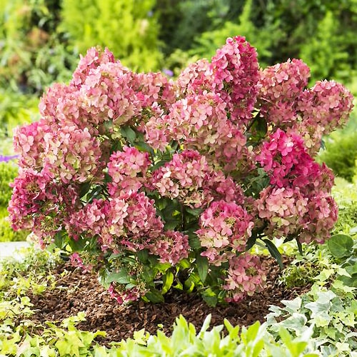 Hydrangea Petite Star - for Sale Hydrangea Petite Star