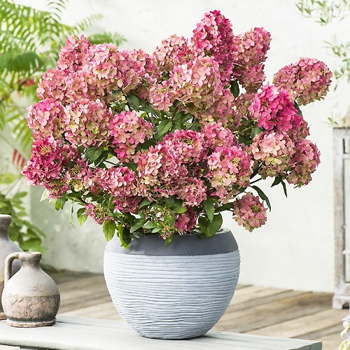 Hydrangea Petite Star - for Sale Hydrangea Petite Star