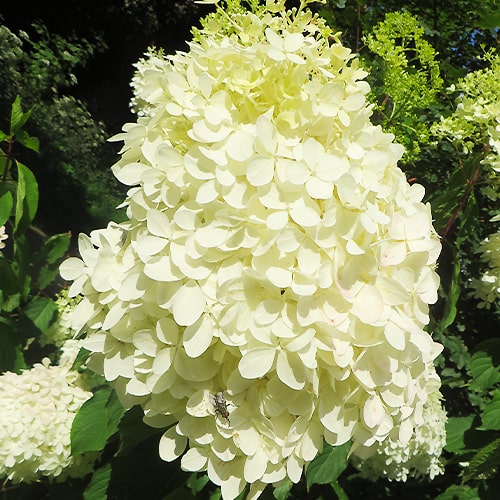 Hydrangea Phantom - for Sale Hydrangea Phantom