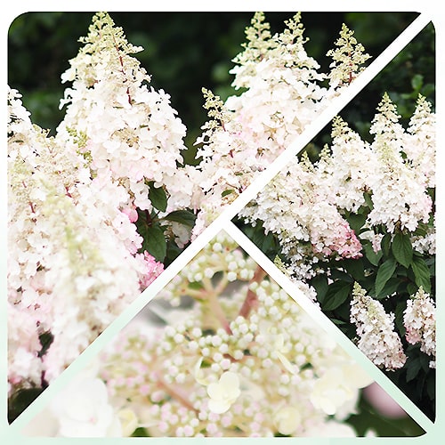 Hydrangea Pinky Winky - for Sale Hydrangea Pinky Winky