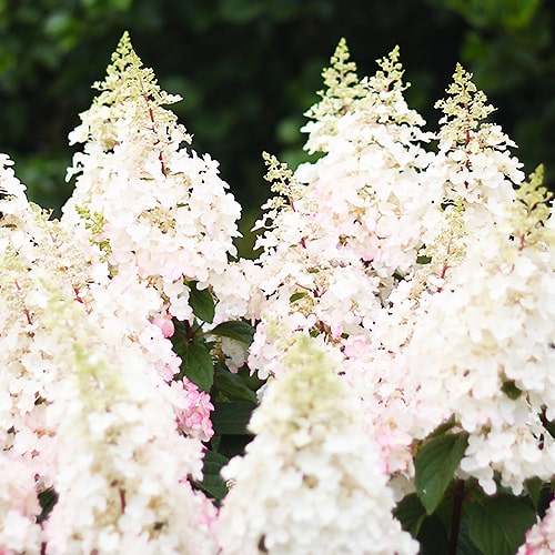 Hydrangea Pinky Winky - for Sale Hydrangea Pinky Winky