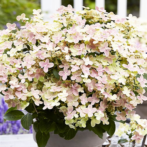 Hydrangea Polestar - for Sale Hydrangea Polestar