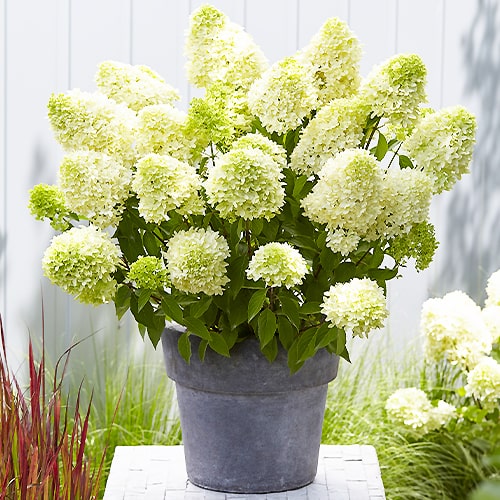 Hydrangea Skyfall - for Sale Hydrangea Skyfall