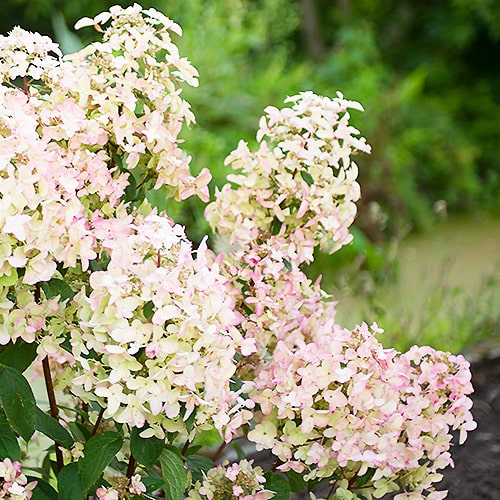 Hydrangea Wims Red - for Sale Hydrangea Wims Red