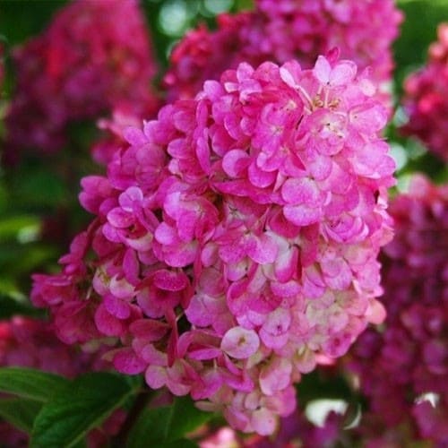 Hydrangea (Hortensia) Sundae Fraise - for Sale Hydrangea (Hortensia) Sundae Fraise