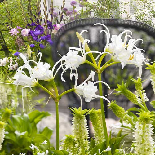 Hymenocallis (Peruvian daffodil) festalis - for Sale Hymenocallis (Peruvian daffodil) festalis