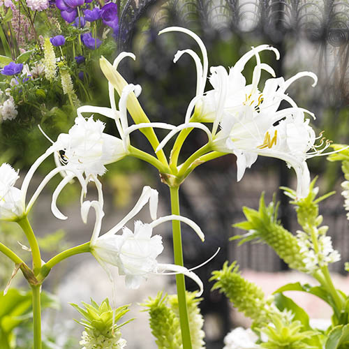 Hymenocallis Zwanenburg - for Sale Hymenocallis Zwanenburg