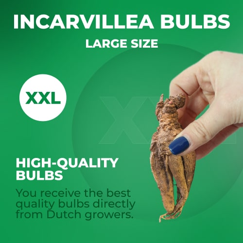 Incarvillea (delavayi) - for Sale Incarvillea (delavayi)
