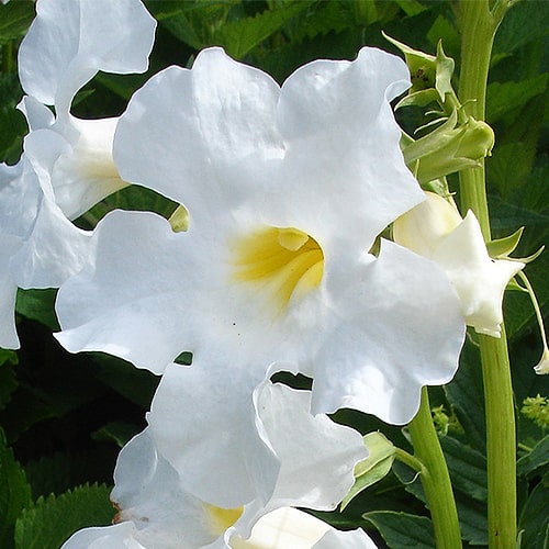 Incarvillea (delavayi) Snowtop - for Sale Incarvillea (delavayi) Snowtop