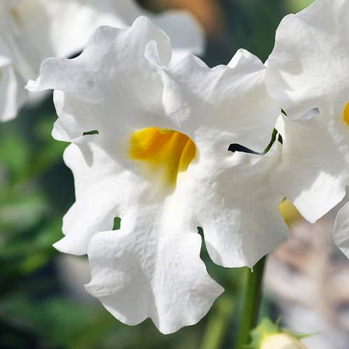 Incarvillea (delavayi) Snowtop - for Sale Incarvillea (delavayi) Snowtop