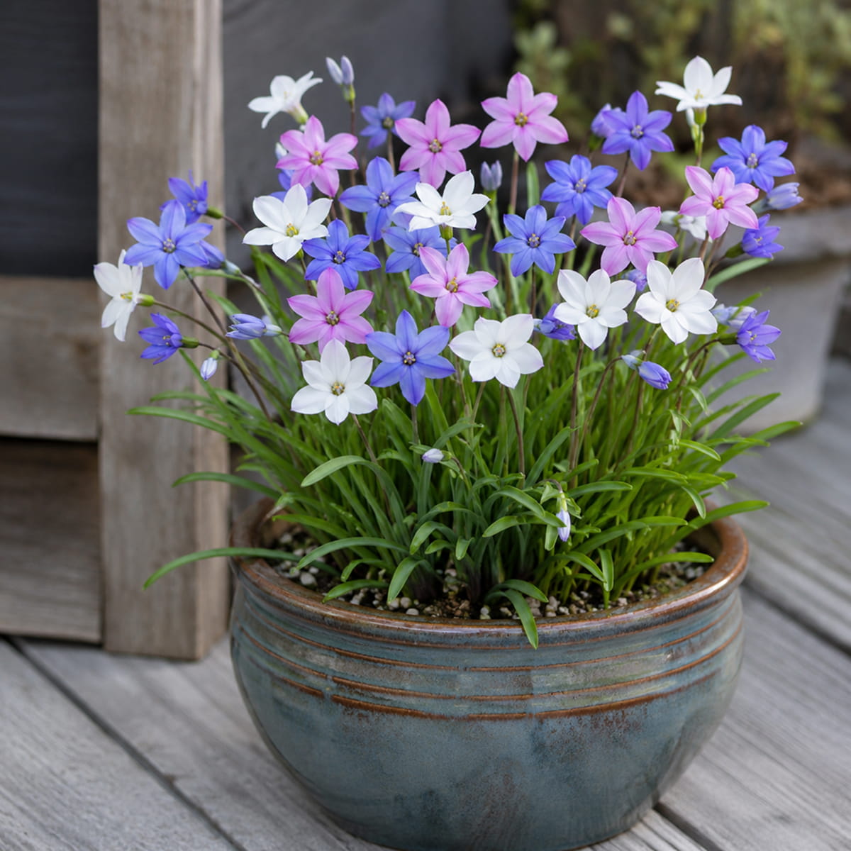 Ipheion Collection (20 bulbs) - for Sale Ipheion Collection (20 bulbs)