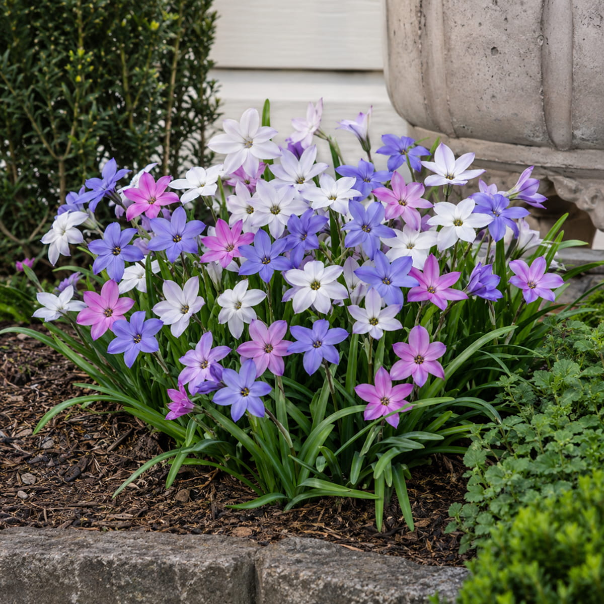 Ipheion Collection (20 bulbs) - for Sale Ipheion Collection (20 bulbs)
