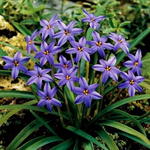 Ipheion uniflorum Jessie - for Sale Ipheion uniflorum Jessie