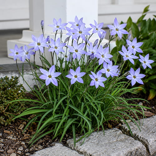 Ipheion Wisley Blue - for Sale Ipheion Wisley Blue