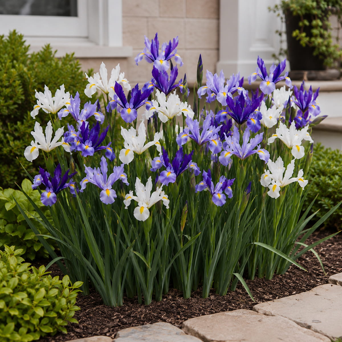 Iris Blue Paradise Collection - for Sale Iris Blue Paradise Collection