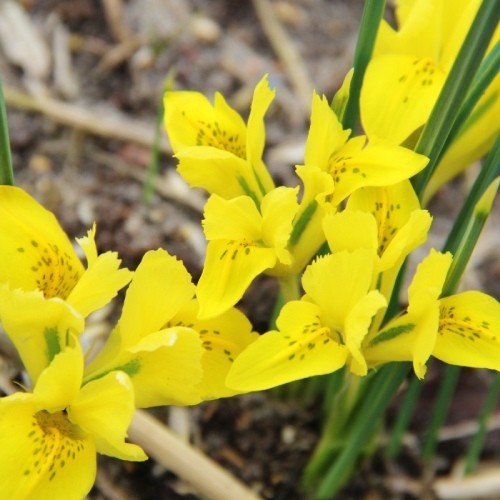 Iris Danfordiae - for Sale Iris Danfordiae