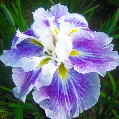 Iris Ensata (Japanese Iris) Angel Mountain